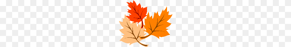 Arbutus Fall Festival Welcome To Gaba, Leaf, Plant, Tree, Maple Leaf Free Png