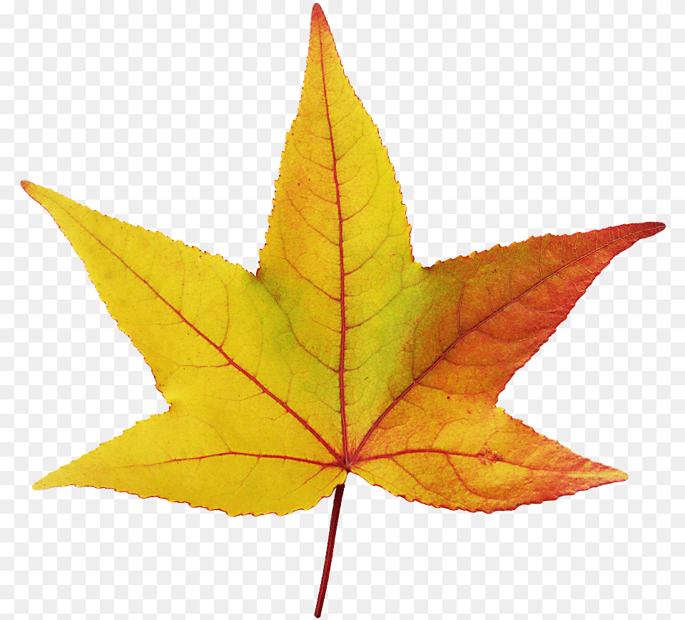 Arce Hojas, Leaf, Plant, Tree, Maple Png Image
