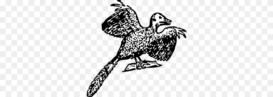 Archaeopteryx Stencil, Animal, Beak, Bird Free Png Download