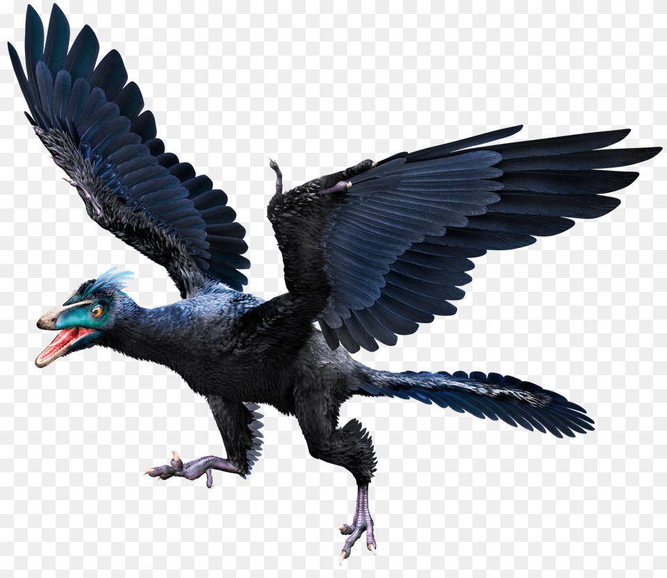 Archaeopteryx Archaeopteryx Facts Dk Find Out, Animal, Beak, Bird, Blackbird Free Png Download