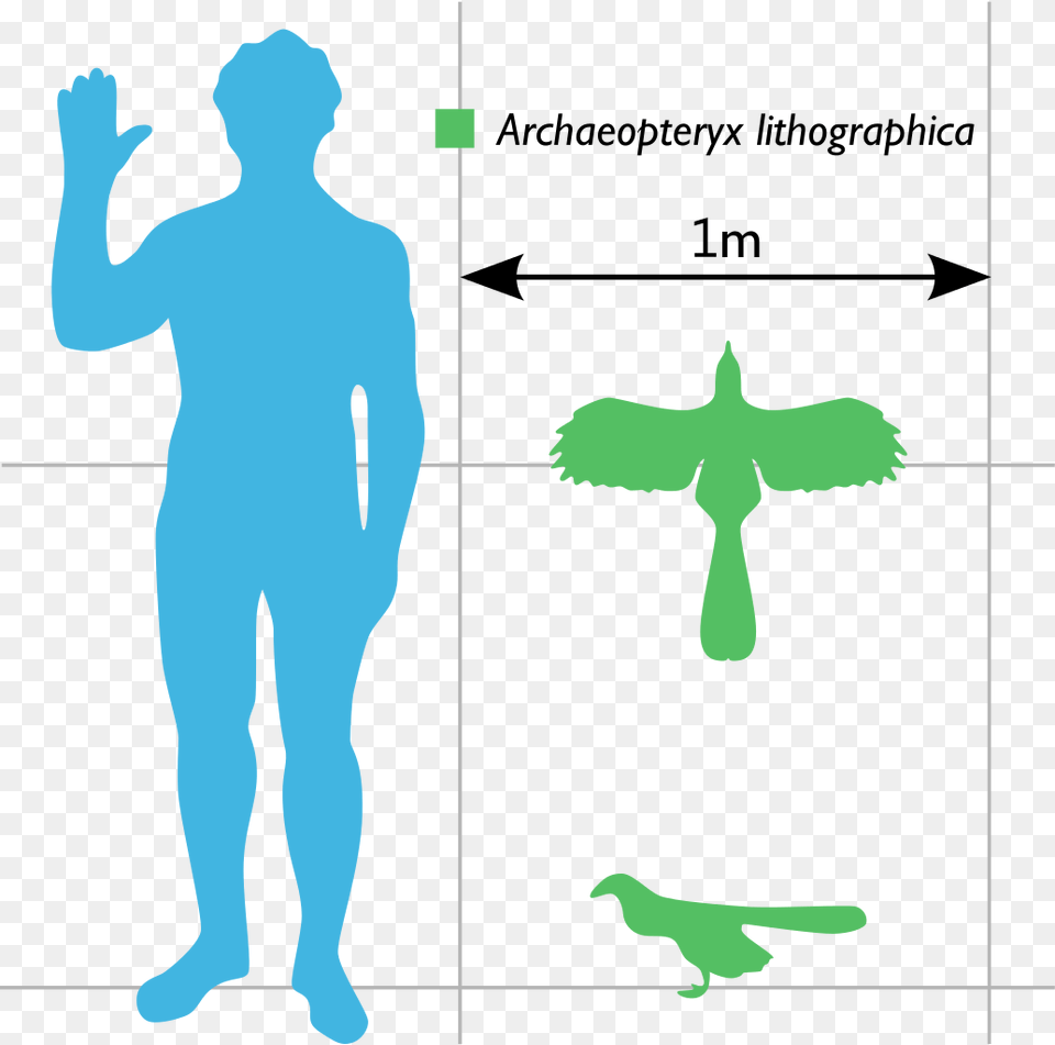 Archaeopteryx Compared To Human, Adult, Male, Man, Person Free Png