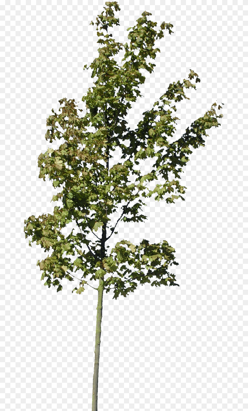 Archicad Arboles, Leaf, Maple, Plant, Tree Png