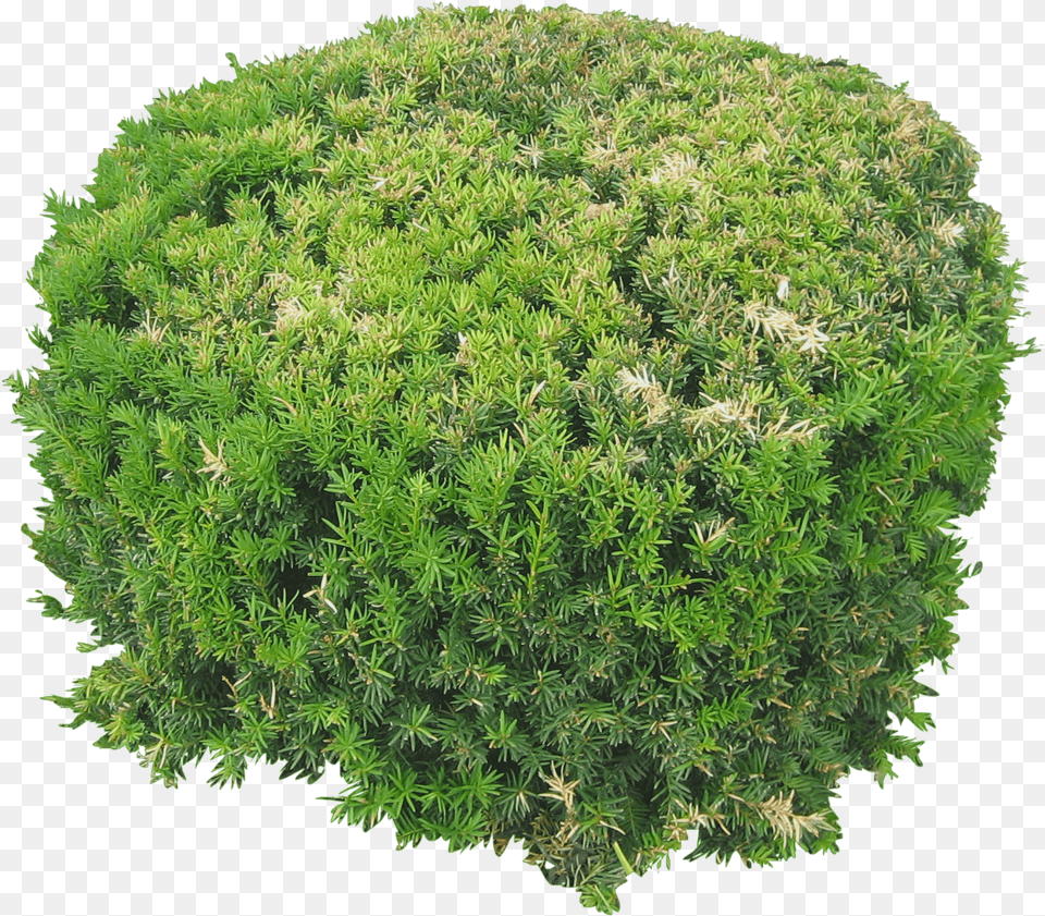 Architectural Plant Top View, Conifer, Moss, Tree, Vegetation Png