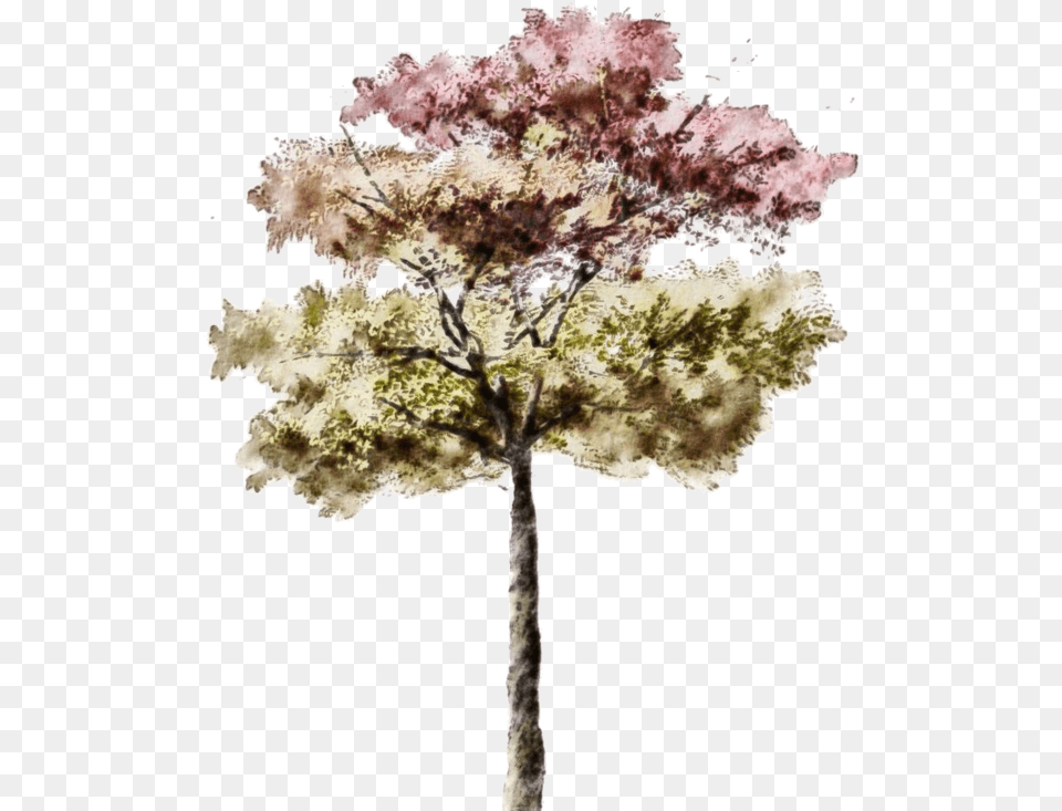Architectural Rendering Watercolor Tree, Plant, Art, Flower, Painting Free Png