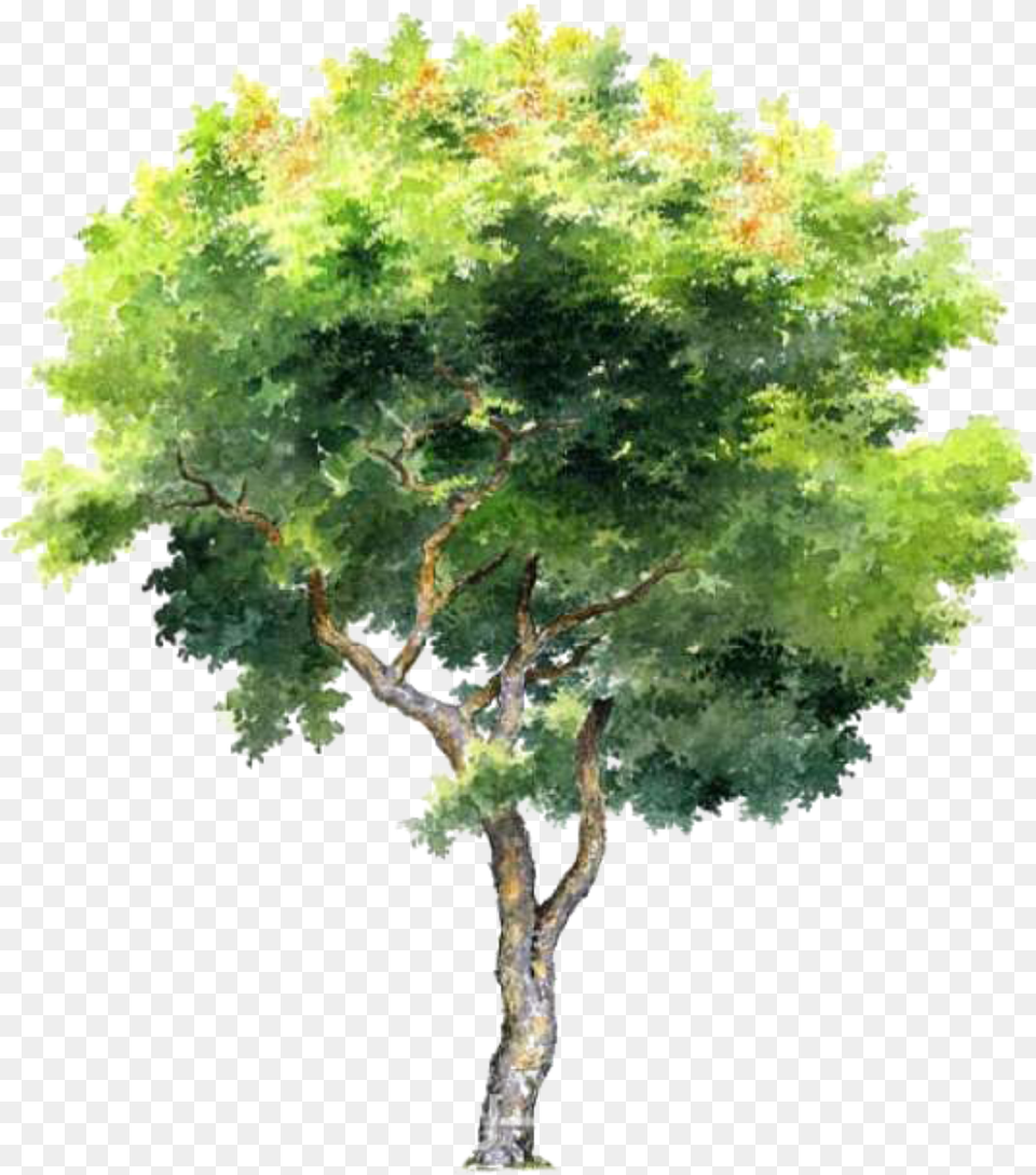 Architectural Rendering Watercolor Trees, Tree, Sycamore, Oak, Plant Png Image
