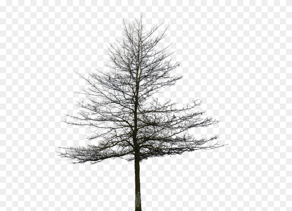Architectural Trees Pine Tree Without Leaves, Fir, Plant, Nature, Night Free Png