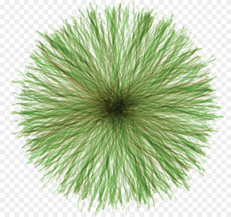 Architecture, Plant, Vegetation, Grass, Yarn Png
