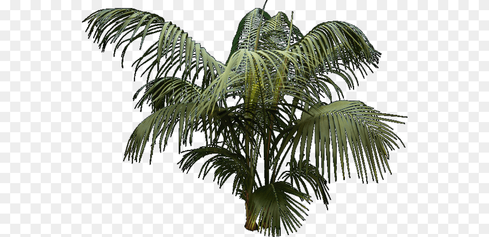 Architecture Entourage And Templates Attalea Speciosa, Fern, Leaf, Palm Tree, Plant Png Image