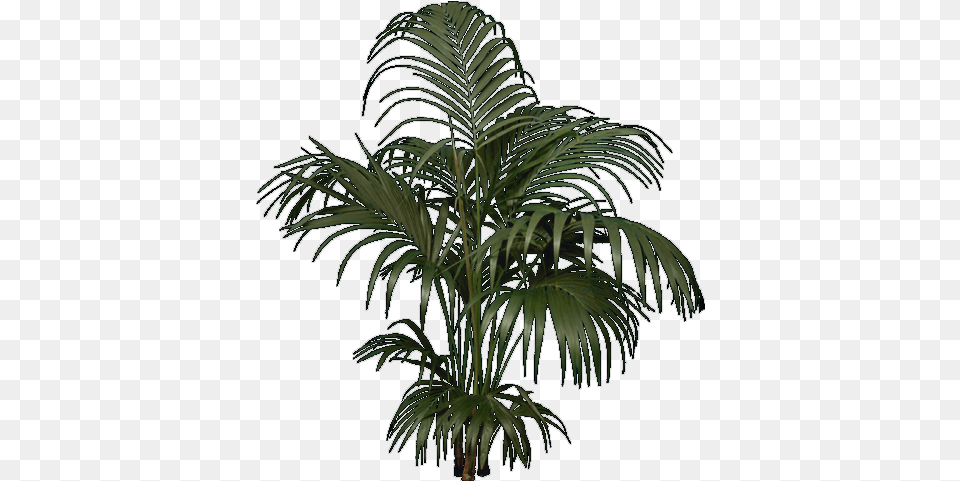 Architecture Entourage And Templates Tree Elevation 10 Tree Entourage Palm, Leaf, Palm Tree, Plant, Vegetation Png Image