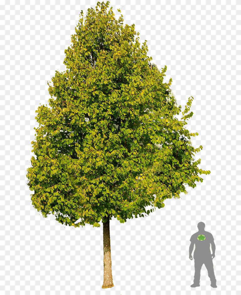 Architecture Graphics Landscape Architecture Street Acer Platanoides, Tree, Plant, Oak, Sycamore Free Transparent Png