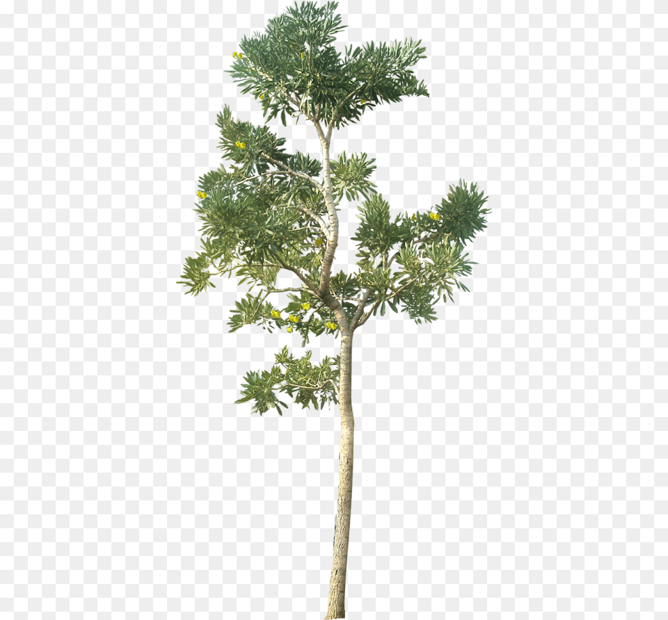 Architecture Tree, Leaf, Plant, Tree Trunk, Herbal Free Transparent Png