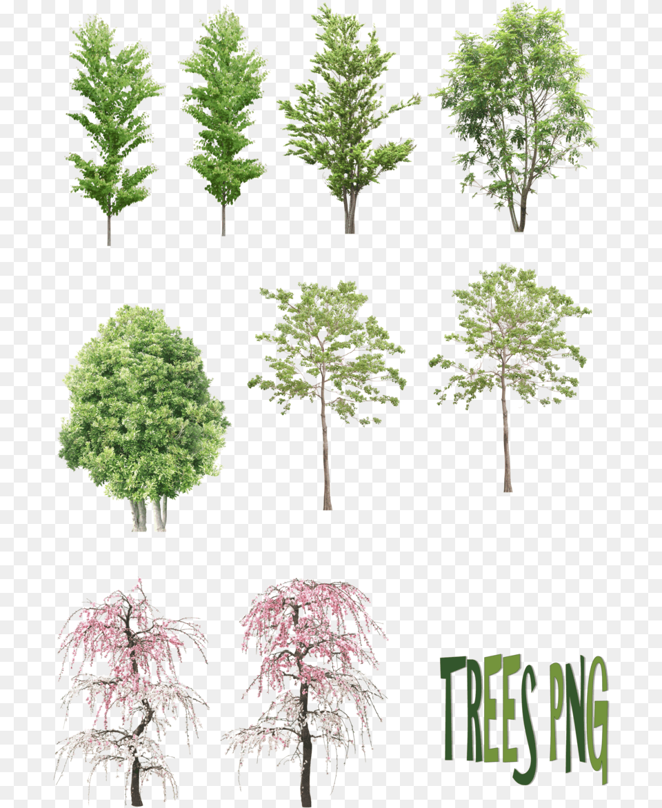 Architecture Tree Sketches, Plant, Vegetation, Conifer, Fir Free Png