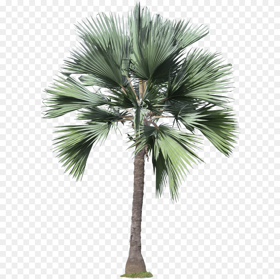 Architecture Trees, Palm Tree, Plant, Tree Png Image