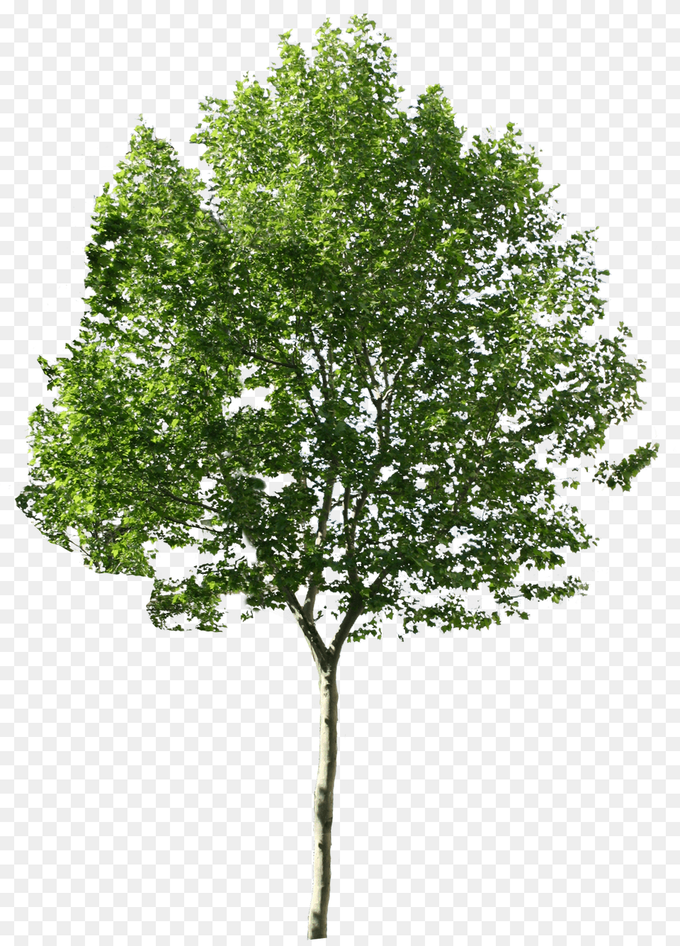 Architecture Trees U0026 Clipart Download Ywd Tree Photoshop, Maple, Oak, Plant, Sycamore Free Transparent Png