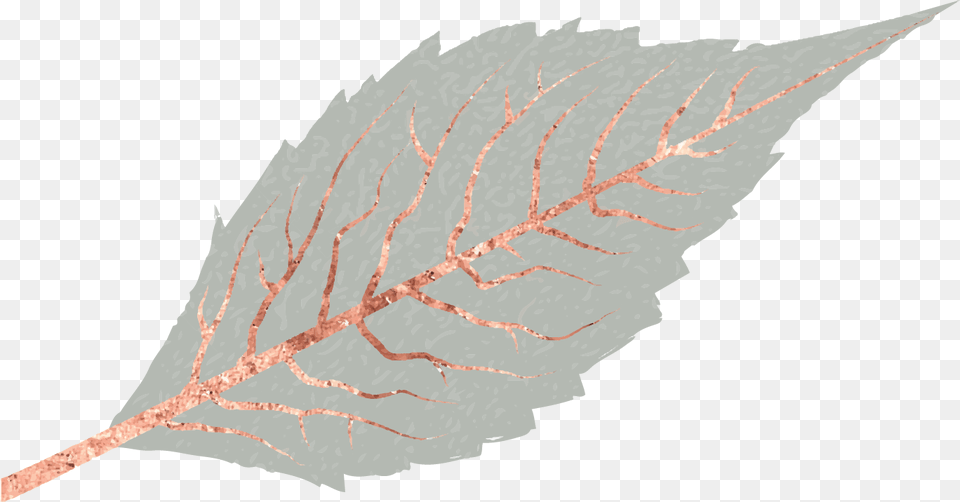 Archive Wood, Leaf, Plant Free Transparent Png