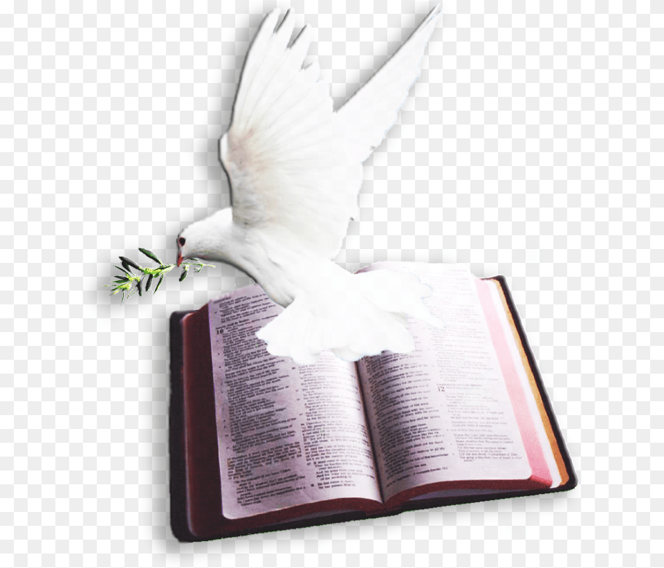 Archivo Del Blog Lt Bible And Dove Bible And Dove, Book, Publication, Animal, Bird Png Image