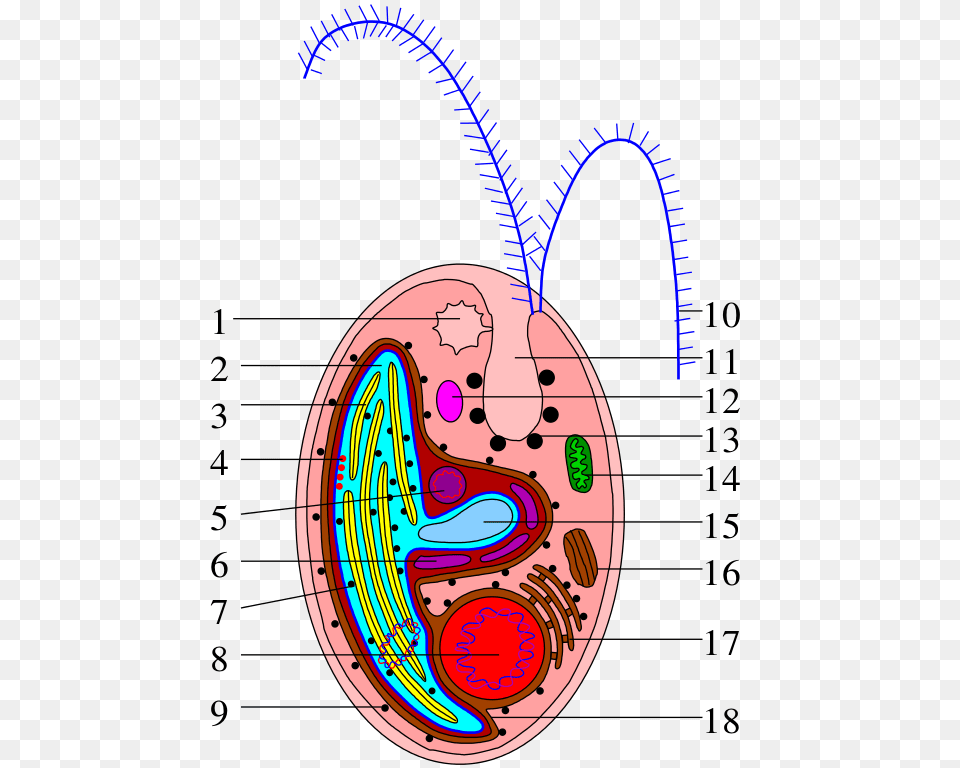 Archivocryptophyta Cell Scheme, Diagram, Pattern Free Png