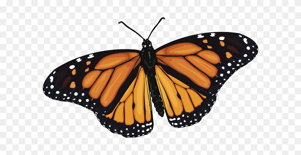Archivomariposa Monarca, Animal, Butterfly, Insect, Invertebrate Png Image