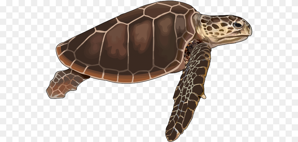 Archivotortuga Bobapng Canariwiki Tortuga Transparent, Animal, Reptile, Sea Life, Tortoise Free Png