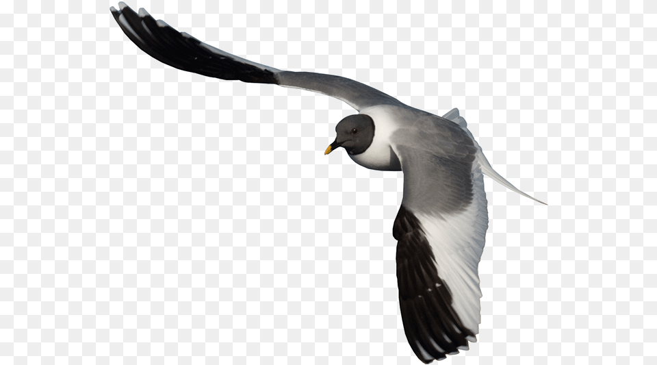 Arctic Birds Animal, Bird, Flying, Seagull Free Transparent Png