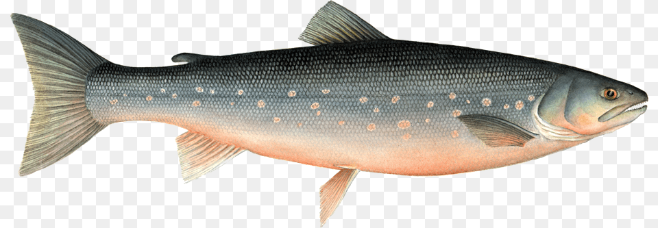Arctic Fish Farmed Arctic Char, Animal, Sea Life, Trout, Coho Png