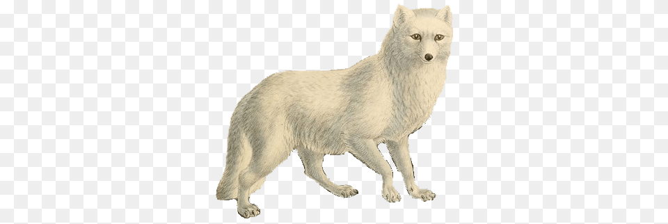 Arctic Fox, Animal, Canine, Dog, Mammal Free Png Download