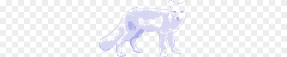 Arctic Fox, Animal, Coyote, Mammal, Adult Free Png