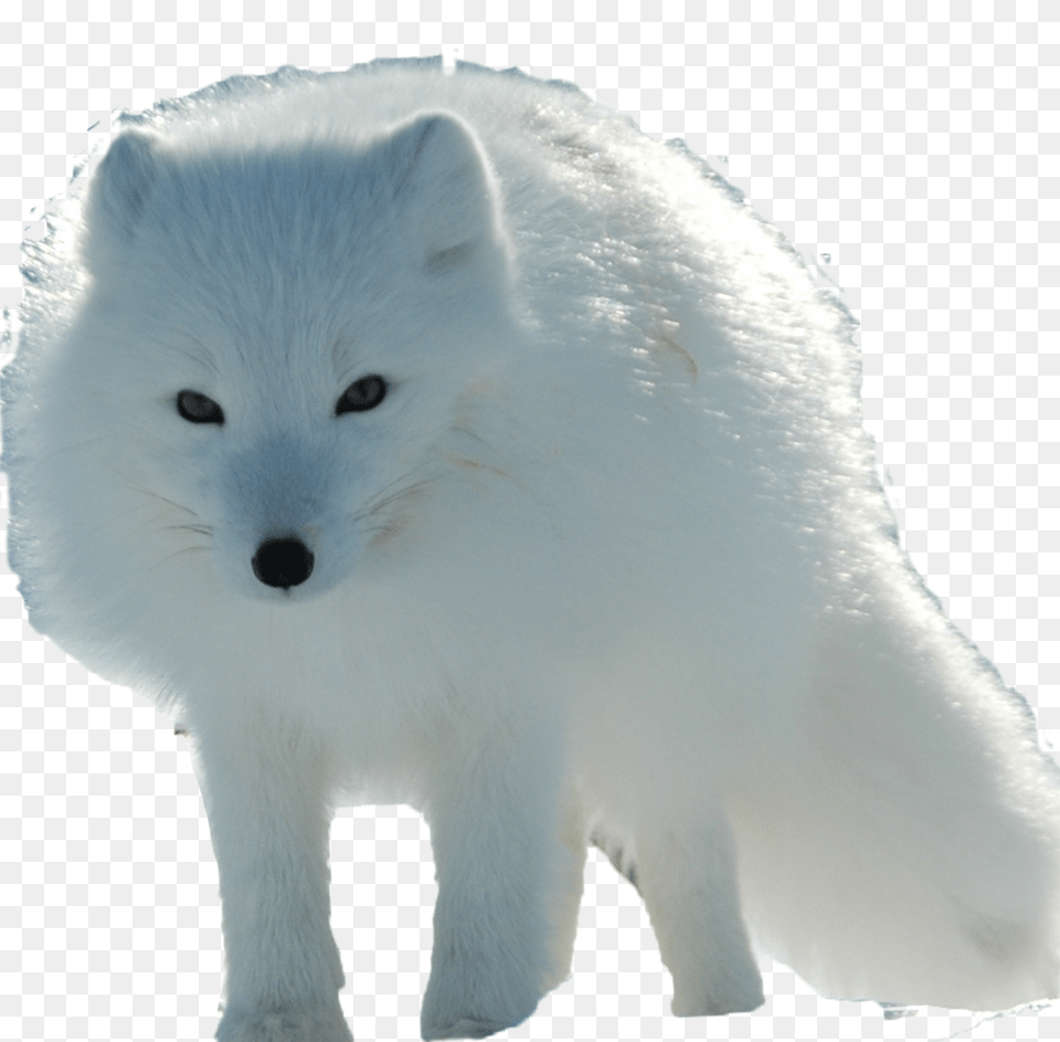 Arctic Fox, Animal, Mammal, Wildlife, Arctic Fox Png Image