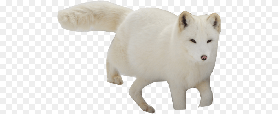 Arctic Fox, Animal, Mammal, Wildlife, Bear Png Image