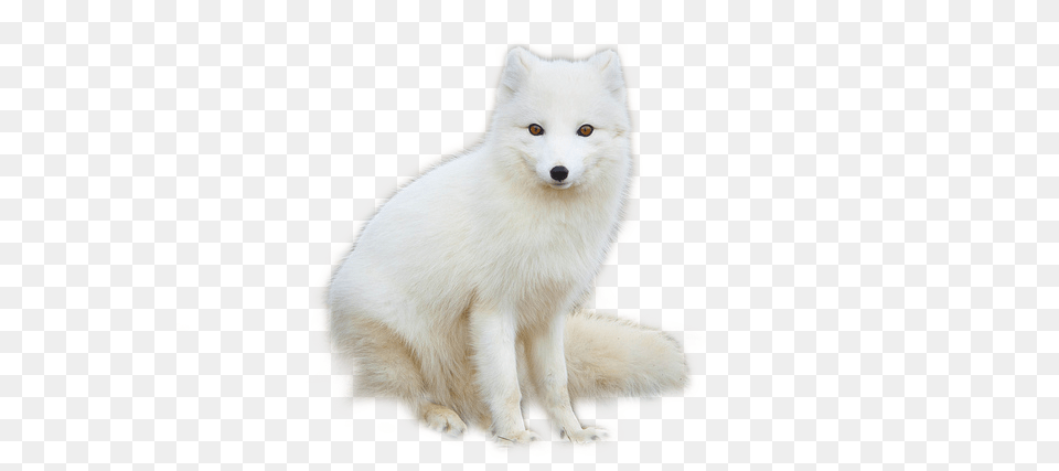 Arctic Fox, Animal, Canine, Dog, Mammal Png