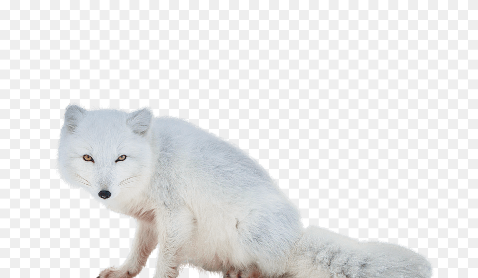 Arctic Fox, Animal, Mammal, Wildlife, Canine Png