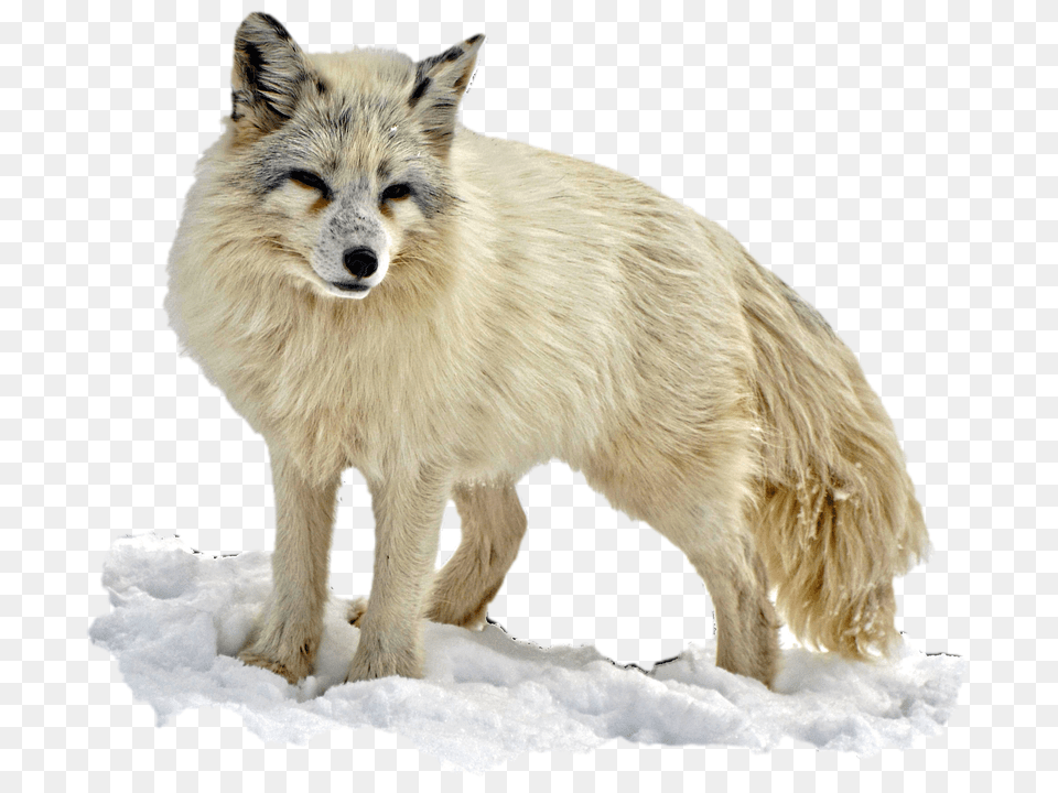 Arctic Fox, Animal, Canine, Dog, Mammal Png Image