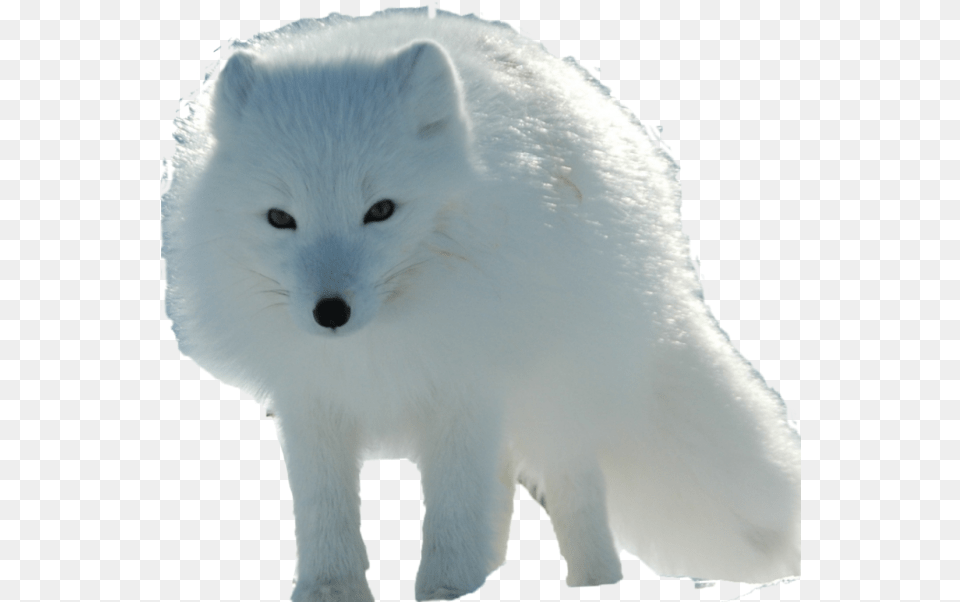 Arctic Fox, Animal, Mammal, Wildlife, Arctic Fox Free Transparent Png