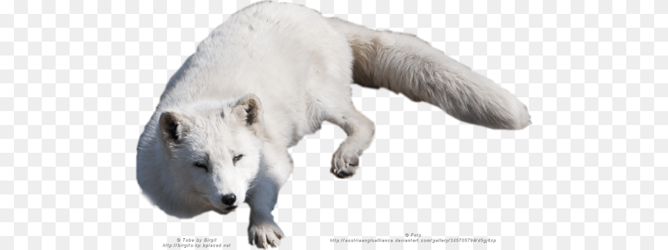 Arctic Fox, Animal, Bear, Mammal, Wildlife Free Png Download