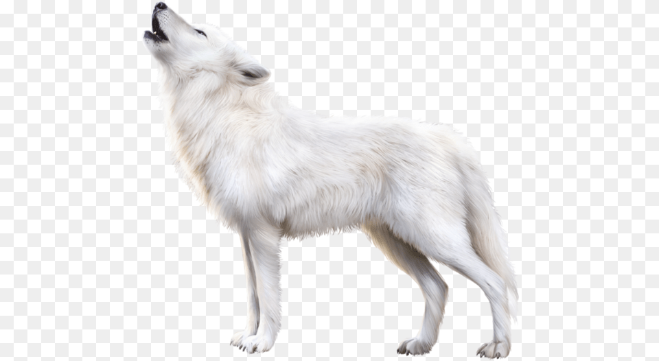 Arctic Fox, Animal, Canine, Dog, Mammal Png