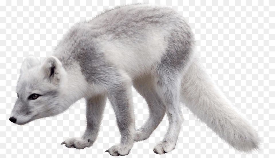 Arctic Fox, Animal, Bear, Mammal, Wildlife Png