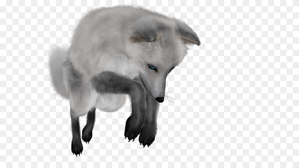 Arctic Fox, Animal, Canine, Dog, Mammal Free Transparent Png
