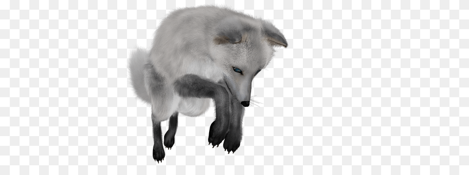 Arctic Fox, Animal, Canine, Dog, Mammal Png Image