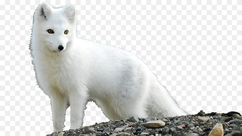 Arctic Fox Arctic Cute Baby Fox, Animal, Canine, Dog, Mammal Free Png Download