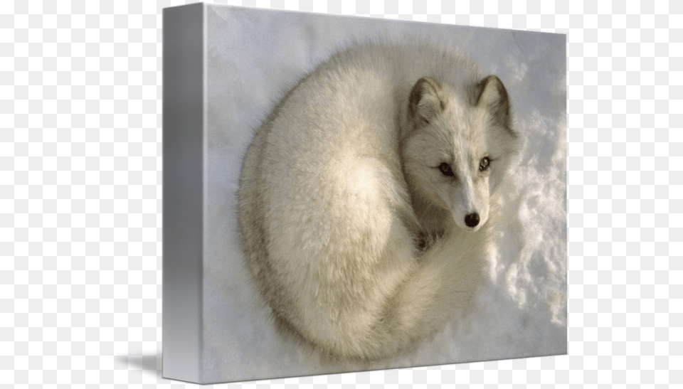 Arctic Fox Art, Animal, Canine, Dog, Mammal Free Transparent Png