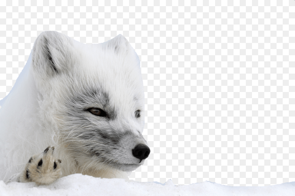Arctic Fox Background Arctic Fox, Animal, Mammal, Wildlife, Canine Free Png