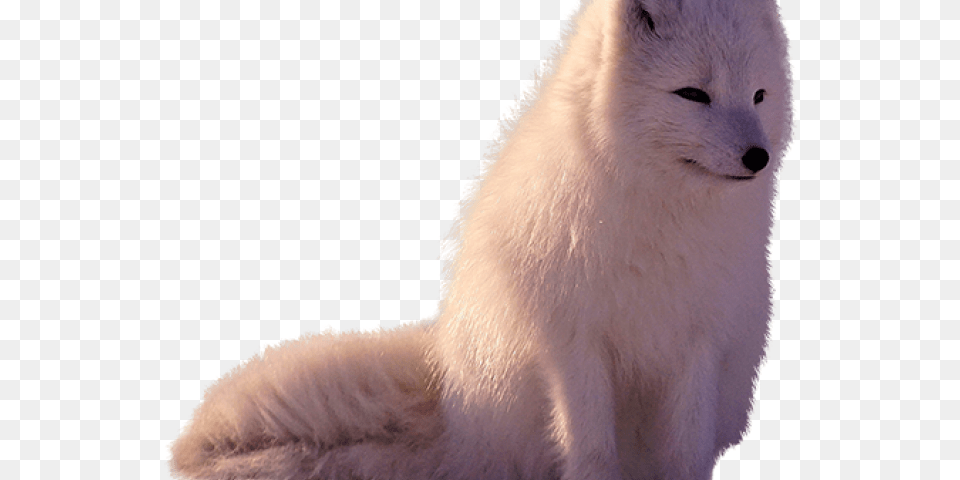 Arctic Fox Clipart Transparent Arctic Fox, Animal, Mammal, Wildlife, Arctic Fox Free Png