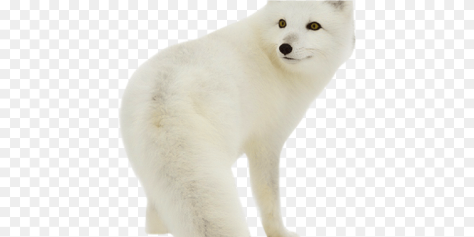 Arctic Fox Clipart Transparent Baby Arctic Fox, Animal, Bear, Mammal, Wildlife Free Png Download