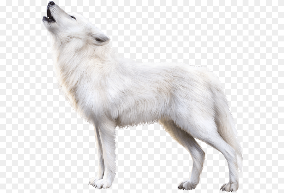 Arctic Fox Download Image Arctic Fox, Animal, Canine, Dog, Mammal Free Transparent Png