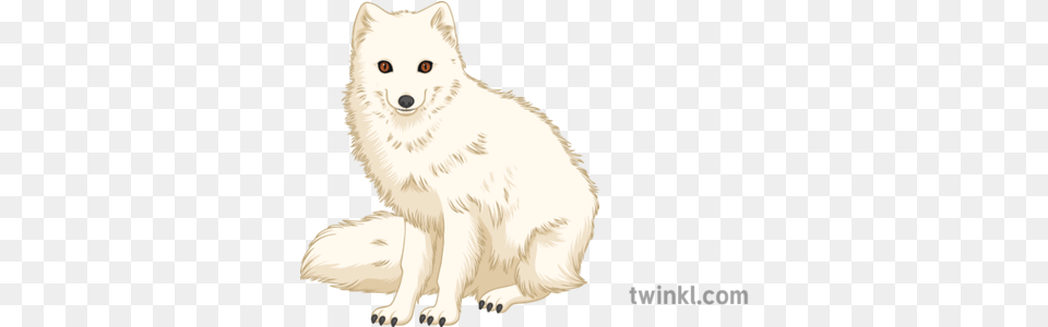 Arctic Fox Geography Polar Animals Secondary Illustration Arctic Fox, Animal, Mammal, Wildlife, Canine Free Png Download