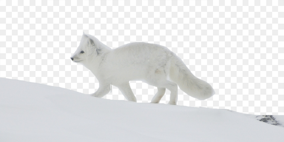 Arctic Fox Photo Background Photograph, Animal, Bear, Mammal, Wildlife Free Png