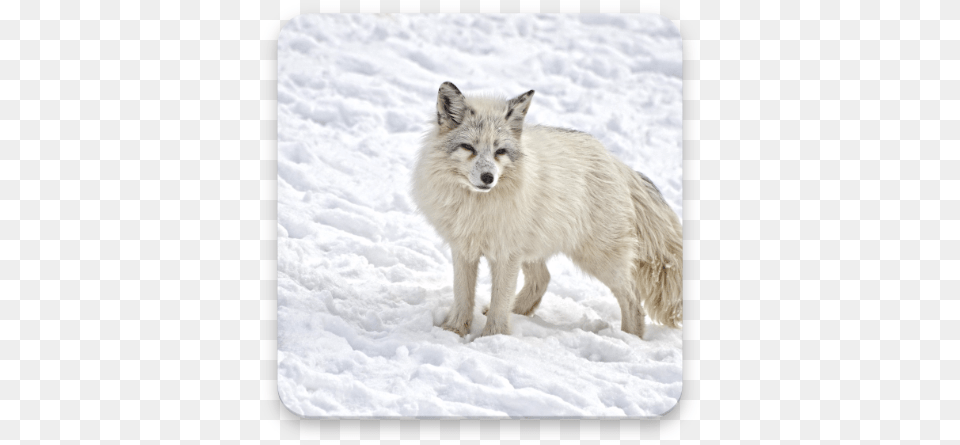 Arctic Fox Wallpaper Hd U2013 Appar P Google Play Zorro Artico, Animal, Canine, Dog, Mammal Png Image