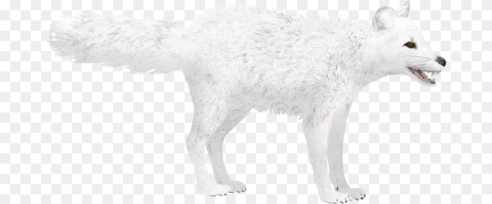 Arctic Fox Winter Arctic Fox Zoo Tycoon, Animal, Canine, Dog, Mammal Png