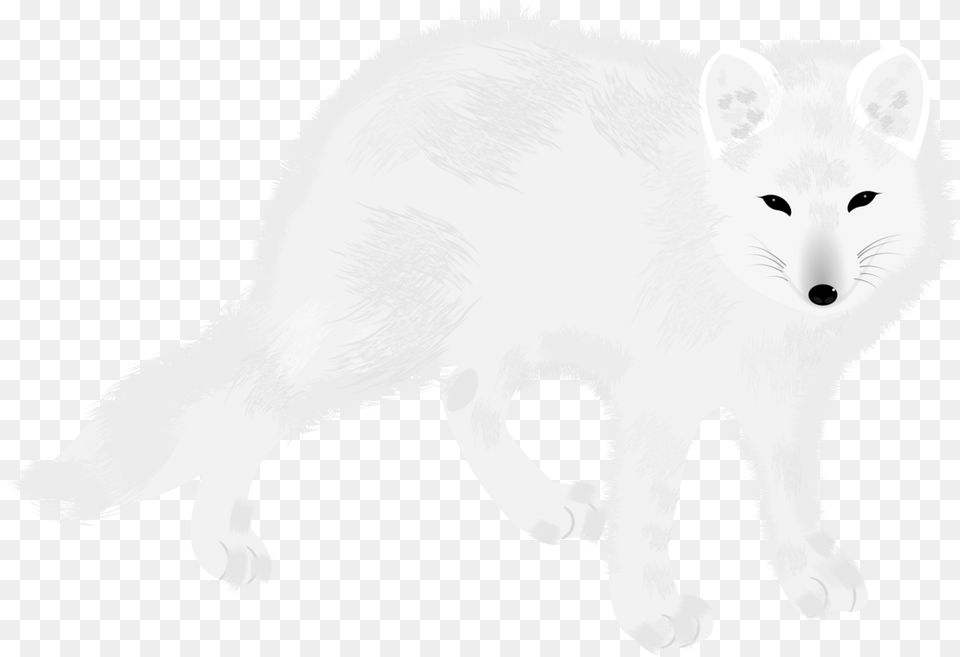 Arctic Foxcarnivorefur Arctic Fox, Animal, Bear, Mammal, Wildlife Free Png Download
