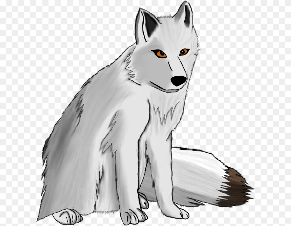 Arctic Gray Wolf Drawing, Animal, White Dog, Pet, Mammal Free Transparent Png